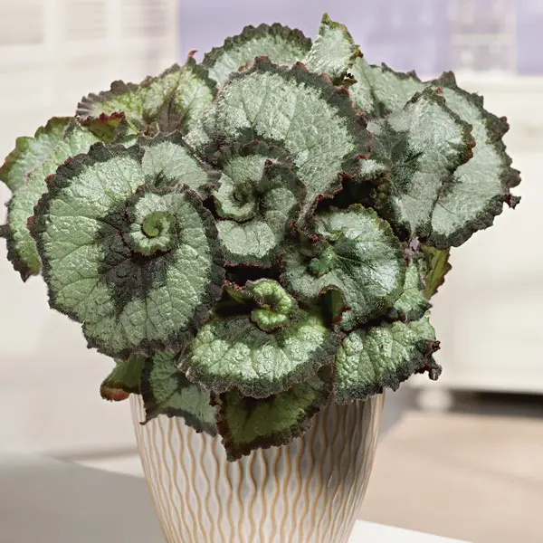 Begonia Escargot Begonia Escargot