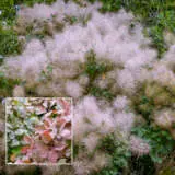 Cotinus Grace P20cotgra - Garden Express Australia