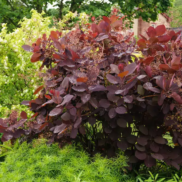 Cotinus Smoke Bush Grace Cotinus Smoke Bush Grace