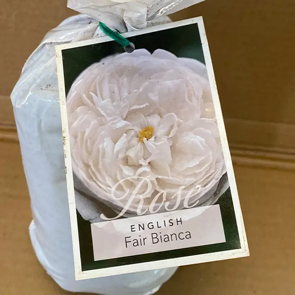 English Shrub Rose Fair Bianca English Shrub Rose Fair Bianca
