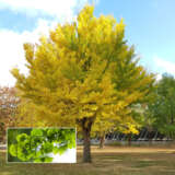 Ginkgo Biloba- Tree Ginkgo Biloba- Tree
