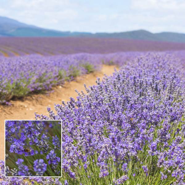 Lavender Bridestowe Ann (pbr) Lavender Bridestowe Ann (pbr)