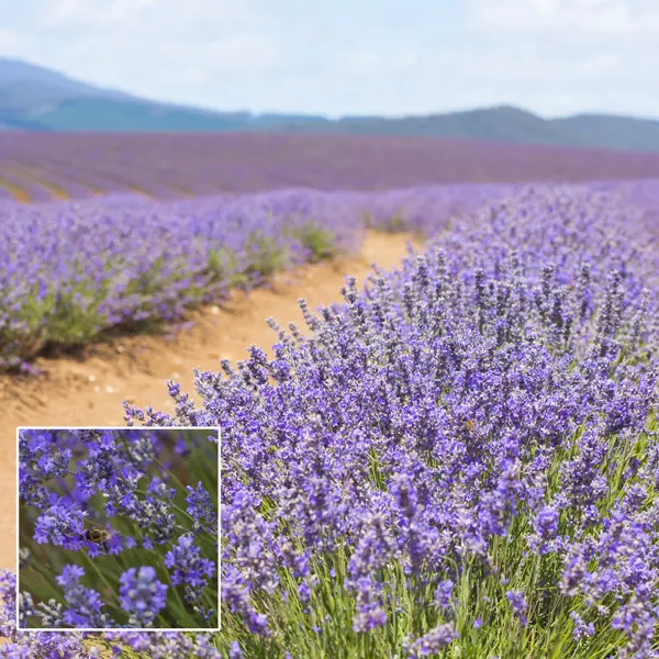 Lavender Bridestowe Ann (pbr) Lavender Bridestowe Ann (pbr)