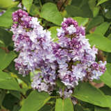Lilac Blue Hyacinth