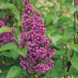 Lilac Charles Joly Trelilcjo - Garden Express Australia