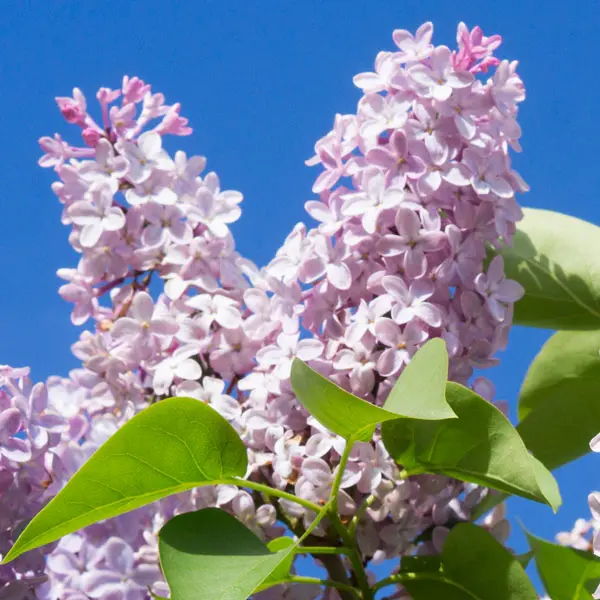 Lilac Sweetheart Lilac Sweetheart