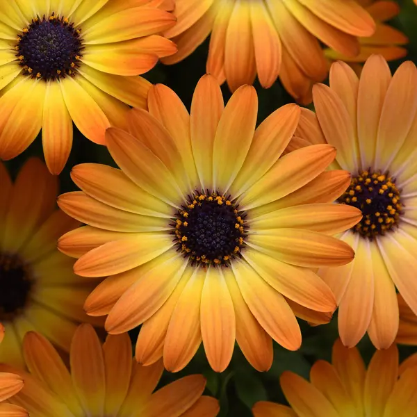 Osteospermum Sunshine Beauty