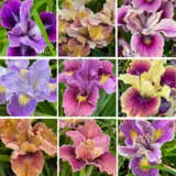 Pacific Coast Iris P75paccir - Garden Express Australia