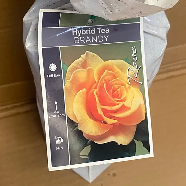 Rose Brandy Rose Brandy