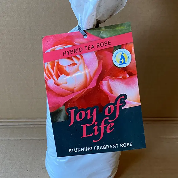 Rose Joy Of Life (Pbr) Rose Joy Of Life (Pbr)