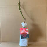Rose Joy Of Life (Pbr)