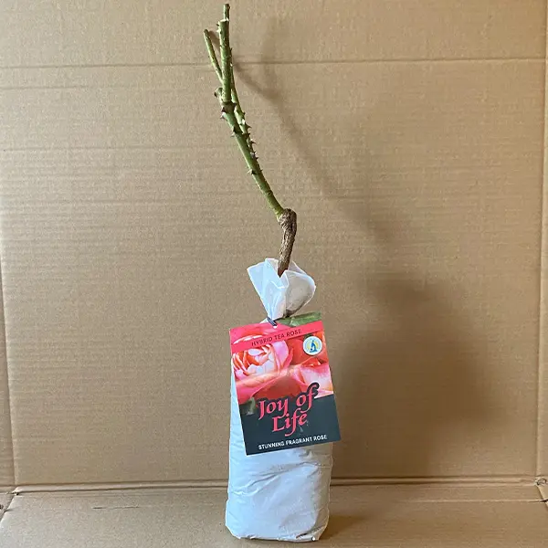 Rose Joy Of Life (Pbr) Rose Joy Of Life (Pbr)