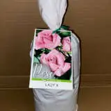 Rose Lady X Rose Lady X