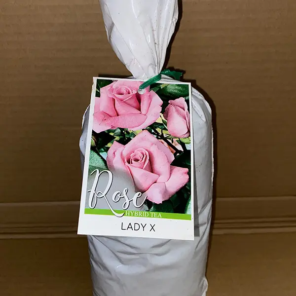 Rose Lady X Rose Lady X