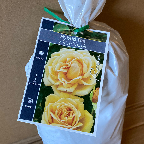 Rose Valencia Rose Valencia