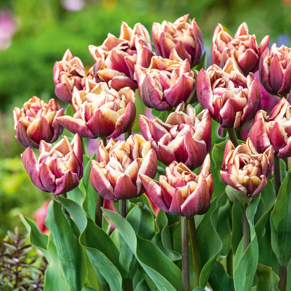 Tulip Wyndham Tulip Wyndham