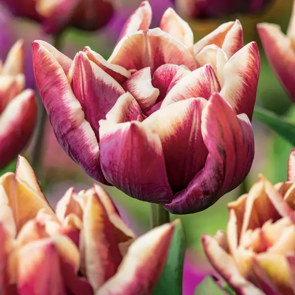 Tulip Wyndham Tulip Wyndham