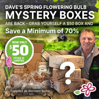 50 Dollar Spring Flowering Bulb Mystery Box