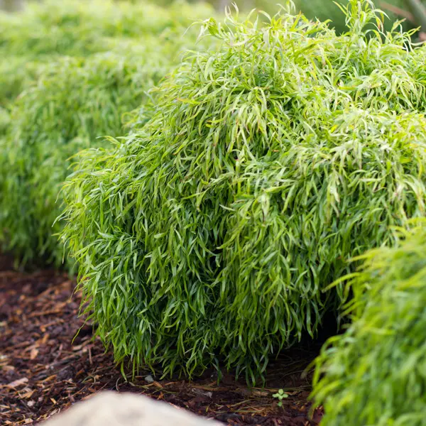 Acacia Cognata Fettucini (Pbr) Acacia Cognata Fettucini (Pbr)