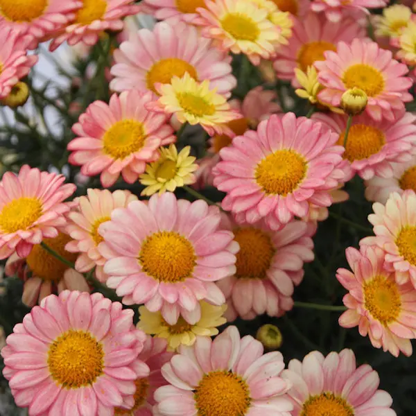 Argyranthemum Aramis Apricot