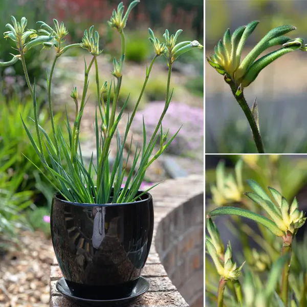Bush Gems Celebrations Aussie Spirit Kangaroo Paw (Pbr) 180mm Bush Gems Celebrations Aussie Spirit Kangaroo Paw (Pbr) 180mm