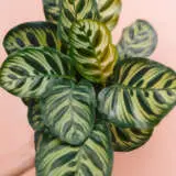 Calathea Makoyana Peacock Plant 2022 P13calppl - Garden Express Australia