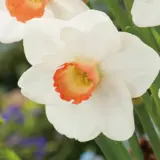 Daffodil Fragrant Rose Daffodil Fragrant Rose