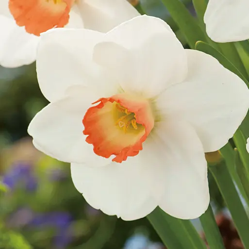 Daffodil Fragrant Rose Daffodil Fragrant Rose