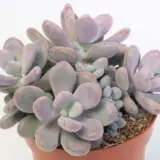 Pachyphytum Lavender Pebbles P10paclpe - Garden Express Australia