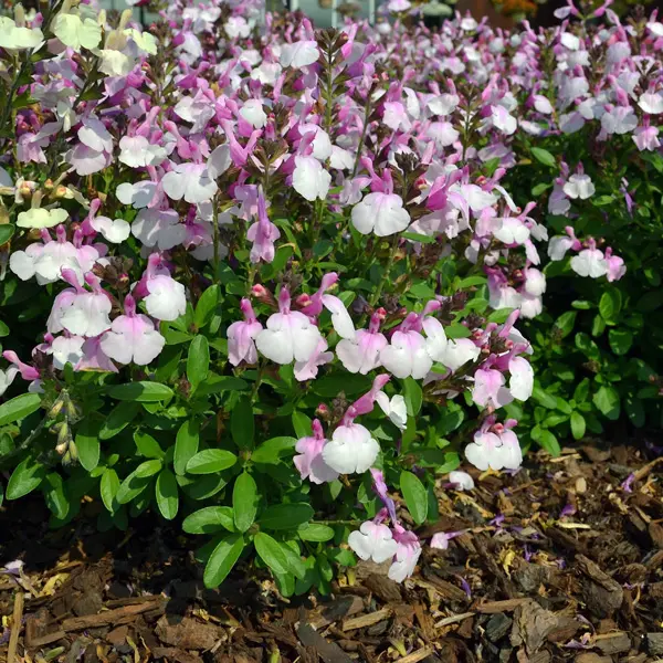 Salvia Mirage Soft Pink Salvia Mirage Soft Pink