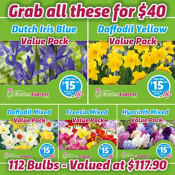Flower Fest Value Pack Bundle Flower Fest Value Pack Bundle