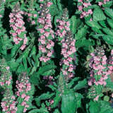 Ajuga Pink Elf Lpoajupel - Garden Express Australia