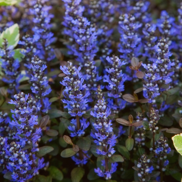 Ajuga Purpurea Ajuga Purpurea