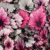 How to Care for Rex Begonia Begonia Rex Kotobuki P10begkot - Garden Express Australia