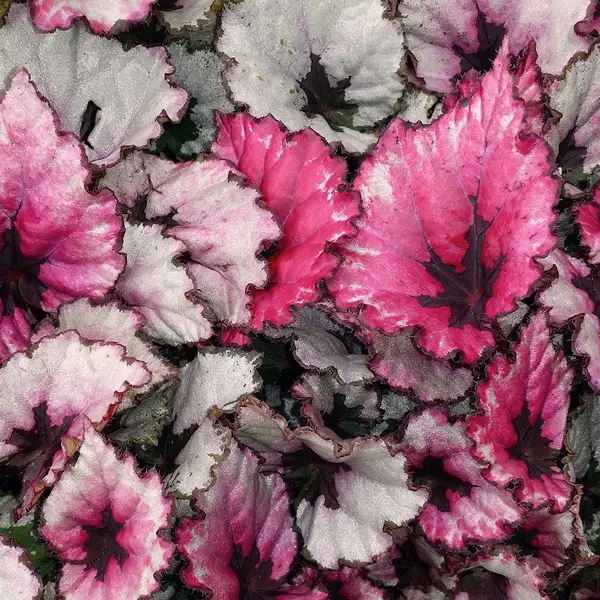 How To Care For Rex Begonia How To Care For Rex Begonia