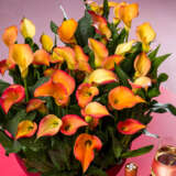 Calla Lily Morning Sun Calla Lily Morning Sun