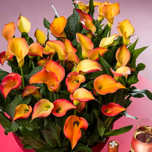 Calla Lily Morning Sun Calla Lily Morning Sun