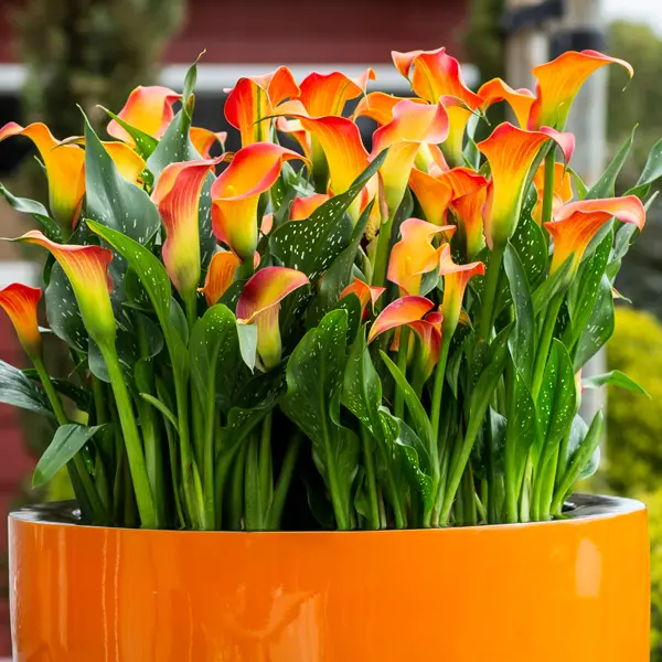 Calla Lily Morning Sun Calla Lily Morning Sun