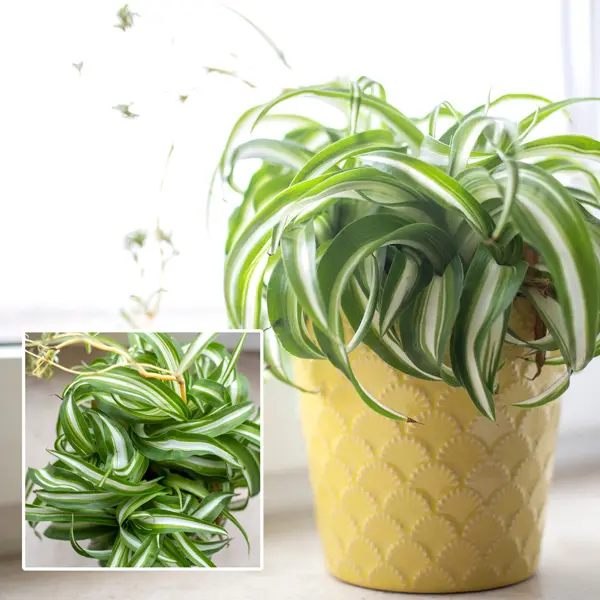 Chlorophytum Curly Spider Plant Chlorophytum Curly Spider Plant