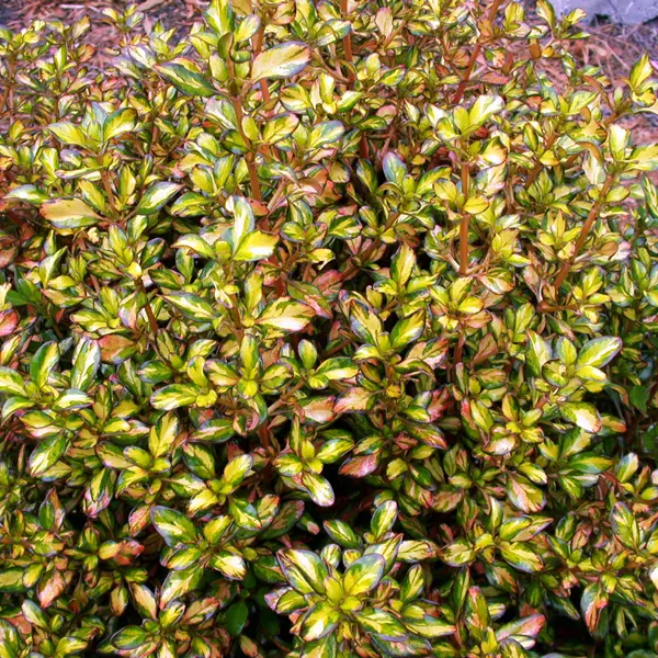 Coprosma Evening Glow