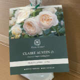 David Austin Rose Claire Austin (Pbr) David Austin Rose Claire Austin (Pbr)