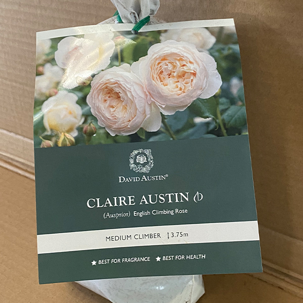 David Austin Rose Claire Austin (Pbr) David Austin Rose Claire Austin (Pbr)