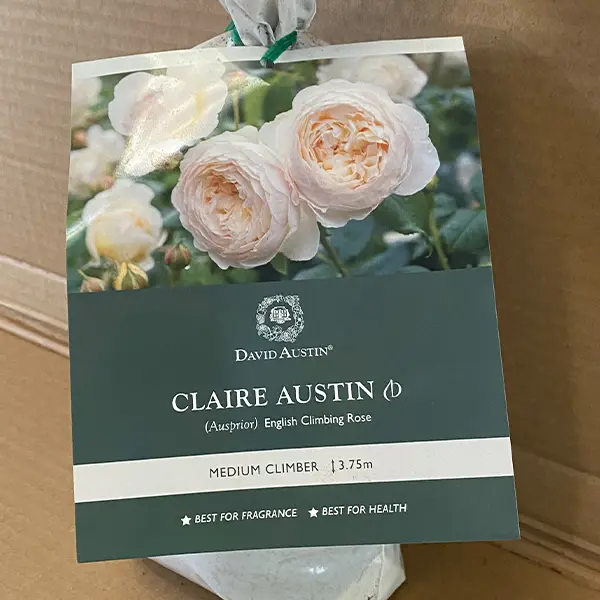 David Austin Rose Claire Austin (Pbr)