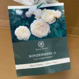 David Austin Rose Windermere (Pbr) David Austin Rose Windermere (Pbr)