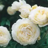 David Austin Rose Windermere (Pbr) David Austin Rose Windermere (Pbr)