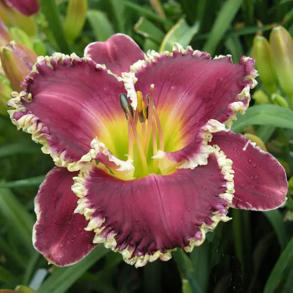 Daylily Bettylen Daylily Bettylen
