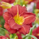 Daylily Booby Ruby Pkdlibru - Garden Express Australia