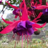 Fuchsia Double Basket Collection 1 Fuchsia Double Basket Collection 1