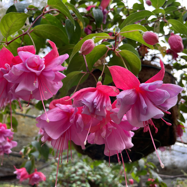 Fuchsia Joanne Fuchsia Joanne
