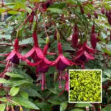 Fuchsia Single Basket Or Pots Collection 2 Fuchsia Single Basket Or Pots Collection 2